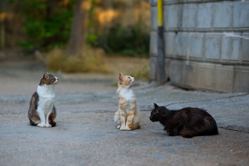 Homeless cats are waiting to be fed near a residential building