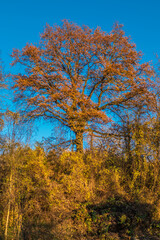 Fototapeta premium Herbstwald