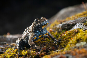 Apennine yellow-bellied toad (Bombina pachypus), liguria, Italy.