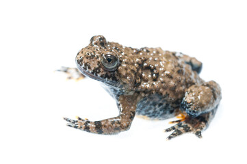 Fototapeta premium Apennine yellow-bellied toad (Bombina pachypus) on white background, Liguria, Italy.