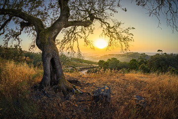 olive tree in the foreground with a road in the background crossing the fields and green mountains...