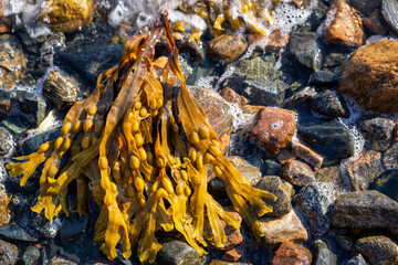 Brown seaweed on the stones on the coast