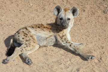 Tüpfelhyäne / Spotted Hyaena / Crocuta crocuta.