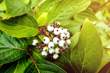 White indigo berry, Randia aculeata in the garden.
