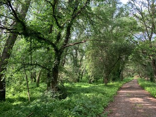 Obraz premium Natur Pure Elbe Radweg 2