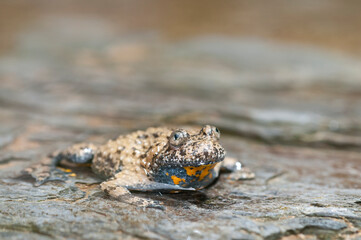Apennine yellow-bellied toad (Bombina pachypus), Liguria, Italy.