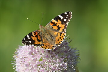butterfly on flower