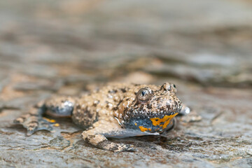 Apennine yellow-bellied toad (Bombina pachypus), liguria, Italy.