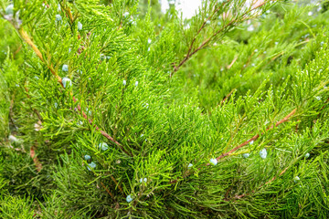 Green leaves pattern of creeping juniper or Juniperus horizontalis.
