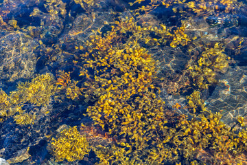 Fototapeta na wymiar Brown algae under sea water