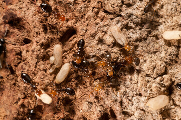 Carpenter ants (Camponotus lateralis), tribe Camponotini.