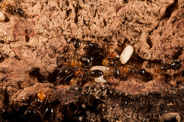 Carpenter ants (Camponotus lateralis), tribe Camponotini.