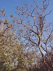 beauty of mount abu hill station,rajasthan,india