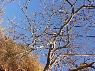 beauty of mount abu hill station,rajasthan,india