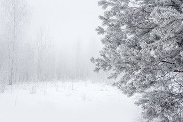 Beautiful cold scenery. Winter forest with rime. Pine tree branches on foreground. Christmas background.