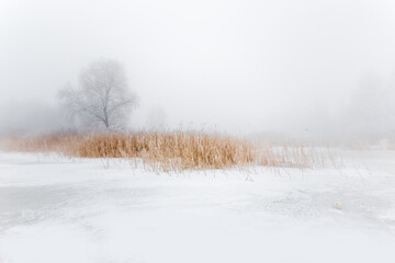 Obraz na płótnie Canvas Beautiful tranquil winter scenery. Snowy river coast with yellow dry reeds on foreground. Trees and canes on frozen lake coast. Winter foggy landscape.