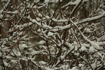 Intertwined branches covered with snow, in a snowfall on a winter day. Winter background. Snowy pattern.