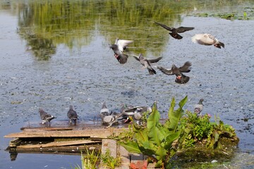 flock of wild thirsty pigeons drink fresh water from a river, some bird fly, some watch attentively...