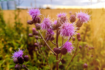 Spear thistle or Cirsium vulgare flower close-up against bokeh background, selective focus.