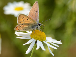 Piękny motyl siedzący na kwiatku