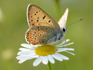 Obraz na płótnie Canvas Piękny motyl siedzący na kwiatku