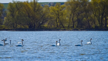 Naklejka na ściany i meble white swans swim in a big natural lake, countryside area on quiet early spring morning, willow trees on opposite bank, tender waves on water surface, beauty of nature header
