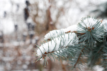 Photos of blue spruce branches in the snow
