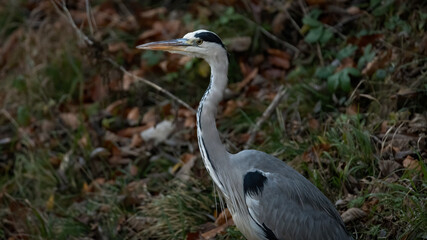 bird, reiher, natur, tier, wild lebende tiere, grau, wasser, blau, schnabel, wild,
