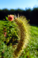 Close-up on a medicinal plant in a spring garden on a sunny day.