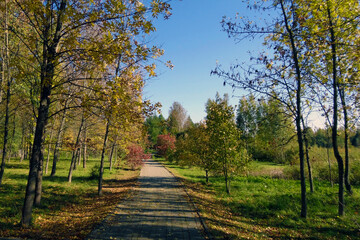 Fototapeta na wymiar Beautiful tree alley in the park on a clear sunny day.