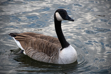 Canada goose swimming on dark water