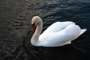 Naklejka premium White swan swimming on dark water