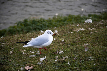 Gull with white and grey plumage walking through grass