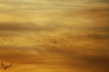 birds flying in the sunset