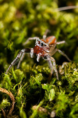 A jumping spider (Icius sp.).