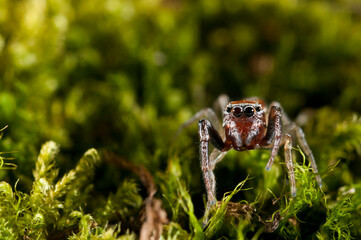 A jumping spider (Icius sp.).