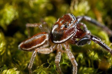 A jumping spider (Icius sp.).