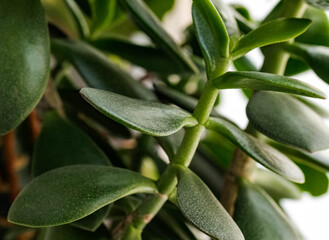 Obraz premium Money tree Crassula ovata close-up. Houseplant for the home.