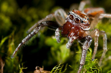 A jumping spider (Icius sp.).