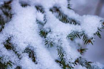 Light white snow on the branches of green spruce, background.