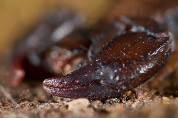 Small wood scoprion (Euscorpius carpathicus), Italy.