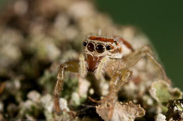 A jumping spider (Icius sp.).