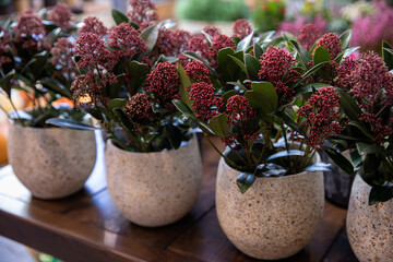 Skimmia japonica or Japanese skimmia flowering plant potteed in a garden shop in autumn.