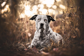Portrait of a dog near a fence with a bokeh behind, golden hour, bokeh