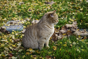 Naklejka na ściany i meble Cat in autumnal leaves