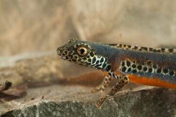 Male Alpine newt (Ichtyosaura alpestris)