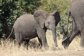 Obraz premium Afrikanischer Elefant / African elephant / Loxodonta africana.