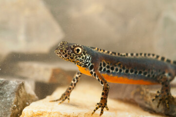Male Alpine newt (Ichtyosaura alpestris)