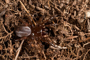 Trapdoor spider (Cteniza moggridgei), Liguria, Italy.