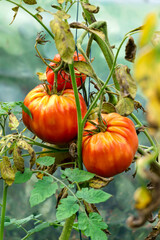 Ripening harvest of red tomatoes in the greenhouse.